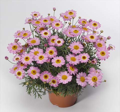 Foto de variedad de flores para ser usadas como: Maceta y planta de temporada Argyranthemum frutescens Sassy 