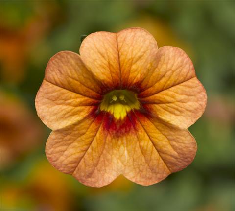 Foto de variedad de flores para ser usadas como: Maceta, planta de temporada, patio Calibrachoa Callie® Apricot