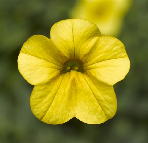 Foto de variedad de flores para ser usadas como: Maceta, planta de temporada, patio Calibrachoa Callie® Bright Yellow