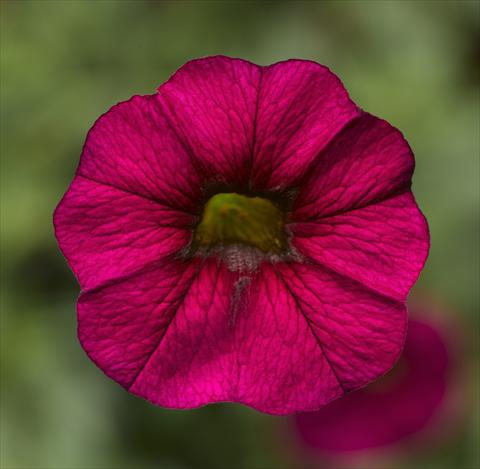 Foto de variedad de flores para ser usadas como: Maceta, planta de temporada, patio Calibrachoa Callie® Burgundy