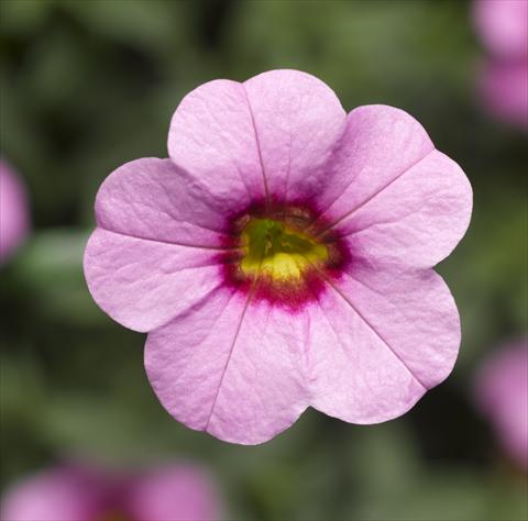 Foto de variedad de flores para ser usadas como: Maceta, planta de temporada, patio Calibrachoa Callie® Pink with Red Eye
