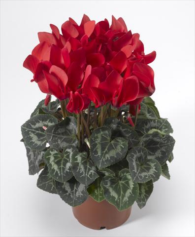 Foto de variedad de flores para ser usadas como: Tarrina de colgar / Maceta Cyclamen persicum Laser Synchro Scarlet Imp