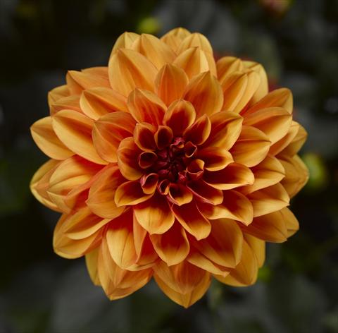 Foto de variedad de flores para ser usadas como: Maceta y planta de temporada Dahlia x hybrida Grandalia Orange