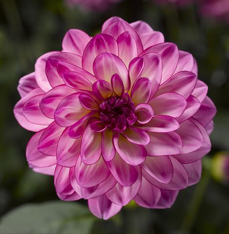Foto de variedad de flores para ser usadas como: Maceta y planta de temporada Dahlia x hybrida Grandalia Pink