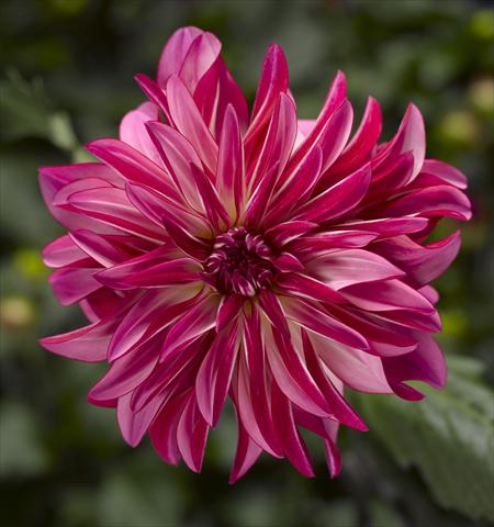 Foto de variedad de flores para ser usadas como: Maceta y planta de temporada Dahlia x hybrida Grandalia Rose Swirl
