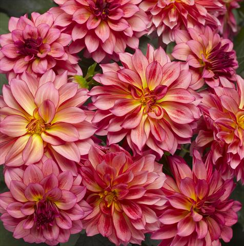 Foto de variedad de flores para ser usadas como: Maceta y planta de temporada Dahlia x hybrida Grandalia Sunrise