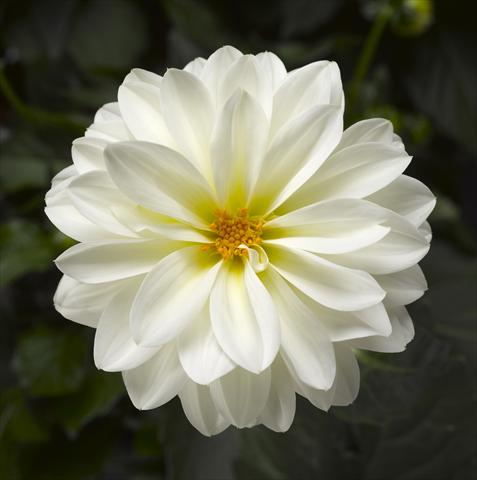 Foto de variedad de flores para ser usadas como: Maceta y planta de temporada Dahlia x hybrida Grandalia White