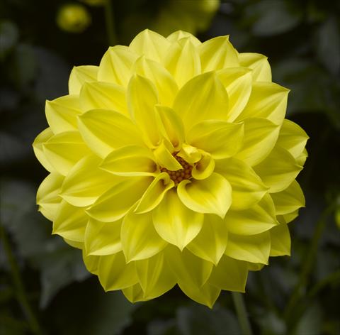 Foto de variedad de flores para ser usadas como: Maceta y planta de temporada Dahlia x hybrida Grandalia Yellow
