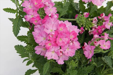 Foto de variedad de flores para ser usadas como: Maceta, patio, Tarrina de colgar Verbena Lascar® Pink evol