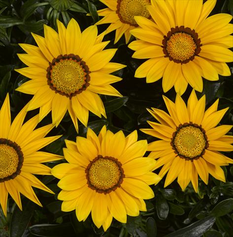 Foto de variedad de flores para ser usadas como: Planta de temporada / borde del macizo Gazania rigens Big Kiss Yellow