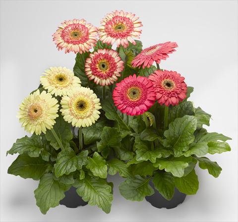 Foto de variedad de flores para ser usadas como: Maceta Gerbera jamesonii Cartwheel® Strawberry Twist