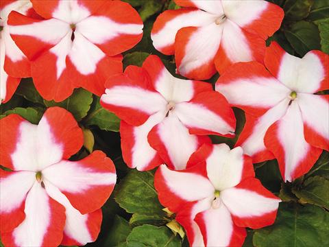 Foto de variedad de flores para ser usadas como: Maceta y planta de temporada Impatiens walleriana Accent Premium Orange Star Imp
