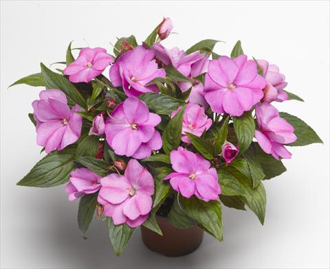 Foto de variedad de flores para ser usadas como: Maceta, planta de temporada, patio Impatiens N. Guinea Florific™ Lavender