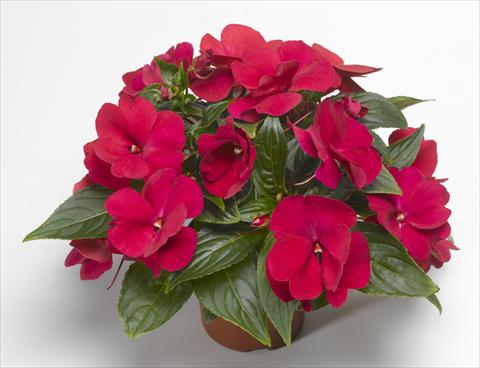 Foto de variedad de flores para ser usadas como: Maceta, planta de temporada, patio Impatiens N. Guinea Florific™ Red
