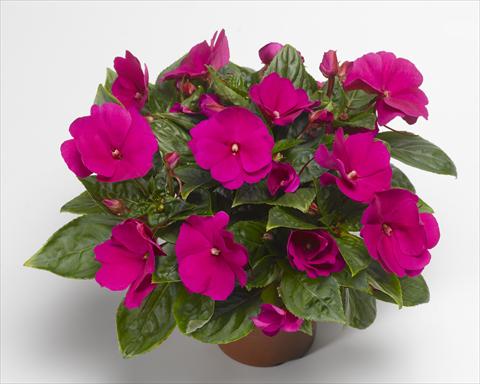 Foto de variedad de flores para ser usadas como: Maceta, planta de temporada, patio Impatiens N. Guinea Florific™ Violet