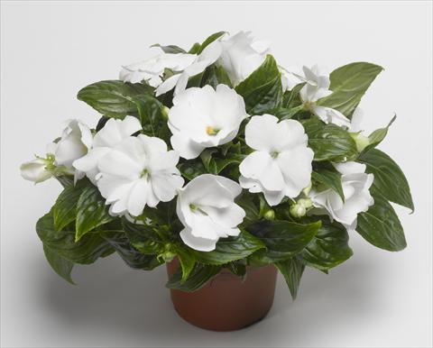 Foto de variedad de flores para ser usadas como: Maceta, planta de temporada, patio Impatiens N. Guinea Florific™ White