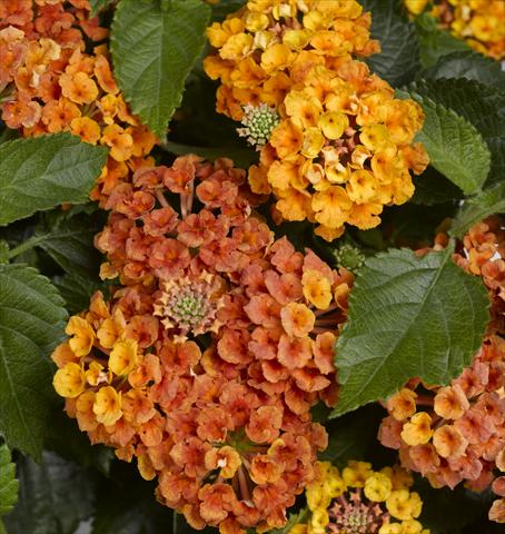 Foto de variedad de flores para ser usadas como: Maceta y planta de temporada Lantana camara Bandana Orange