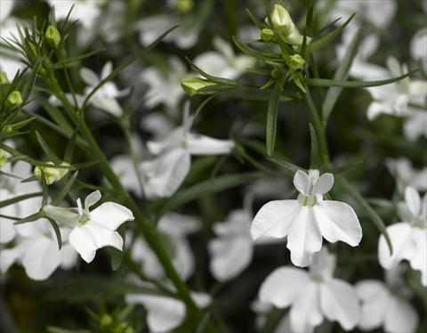 Foto de variedad de flores para ser usadas como: Maceta, planta de temporada, patio Lobelia erinus Techno White Imp