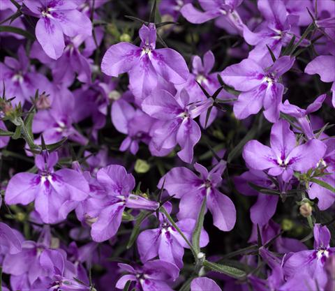 Foto de variedad de flores para ser usadas como: Maceta, planta de temporada, patio Lobelia erinus Techno-Up Purple