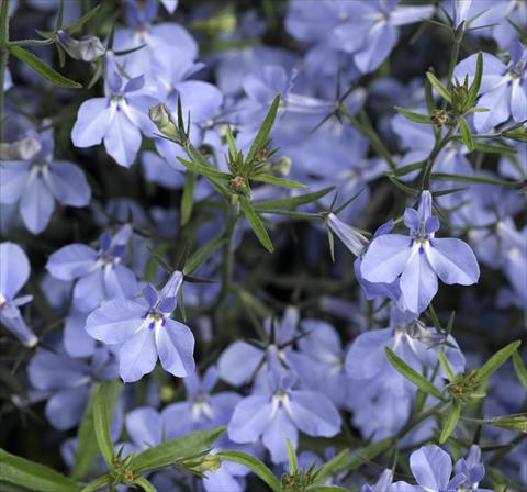 Foto de variedad de flores para ser usadas como: Maceta, planta de temporada, patio Lobelia erinus Techno-Up Sky Blue