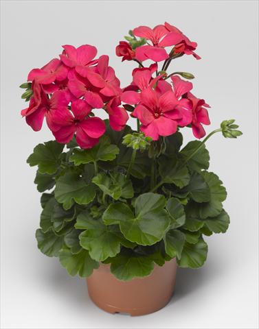 Foto de variedad de flores para ser usadas como: Patio, Maceta Pelargonium interspecifico Caliente® 