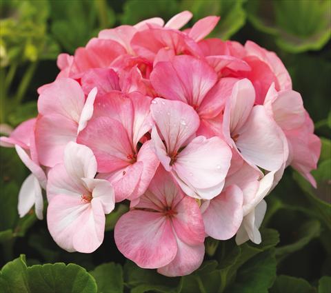 Foto de variedad de flores para ser usadas como: Maceta o Tarrina de colgar Pelargonium zonale Pinto Premium White to Rose