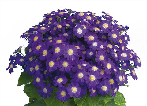 Foto de variedad de flores para ser usadas como: Maceta y planta de temporada Pericallis cruenta Venezia Blue Imp