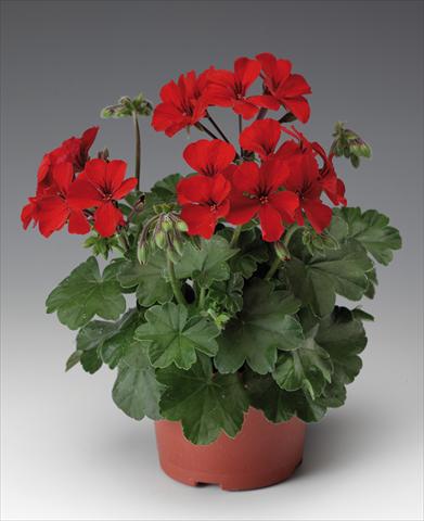 Foto de variedad de flores para ser usadas como: Patio, Maceta Pelargonium interspecifico Caliente® 