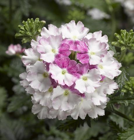 Foto de variedad de flores para ser usadas como: Maceta, patio, Tarrina de colgar Verbena Lanai® Twister 2.0 Mauve