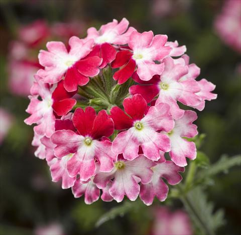 Foto de variedad de flores para ser usadas como: Maceta, patio, Tarrina de colgar Verbena Lanai® Twister 2.0 Red