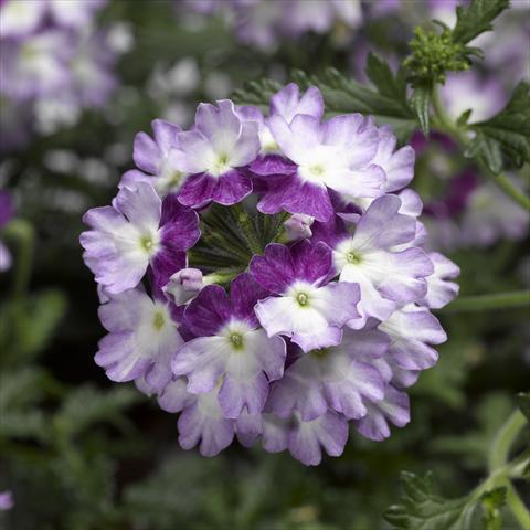 Foto de variedad de flores para ser usadas como: Maceta, patio, Tarrina de colgar Verbena Lanai® Twister 2.0 Violet