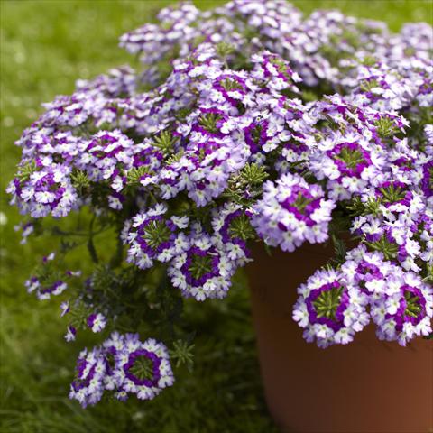 Foto de variedad de flores para ser usadas como: Maceta, patio, Tarrina de colgar Verbena Lanai® Twister Blue Imp