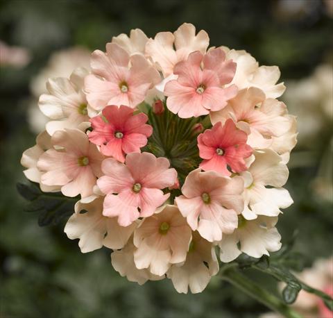 Foto de variedad de flores para ser usadas como: Maceta, patio, Tarrina de colgar Verbena Magelana Peach