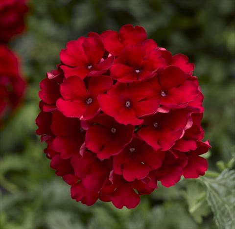 Foto de variedad de flores para ser usadas como: Maceta y planta de temporada Verbena hybrida Magelana Red Imp