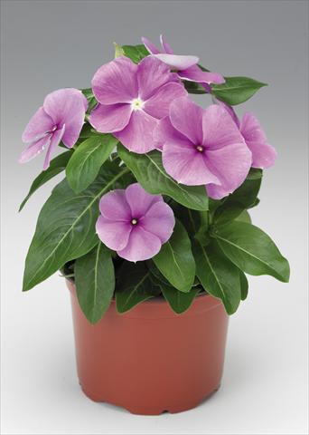 Foto de variedad de flores para ser usadas como: Maceta y planta de temporada Catharanthus roseus - Vinca Sunstorm Purple Imp