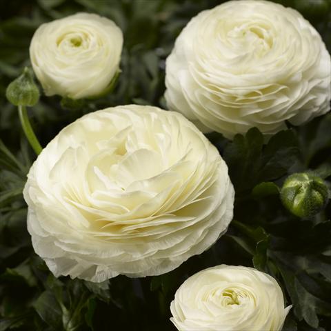 Foto de variedad de flores para ser usadas como: Maceta y planta de temporada Ranunculus asiaticus Maché White Imp