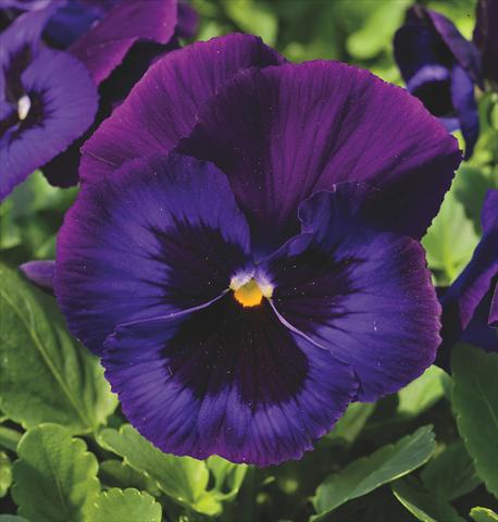 Foto de variedad de flores para ser usadas como: Maceta y planta de temporada Viola wittrockiana Delta® Neon Violet Imp