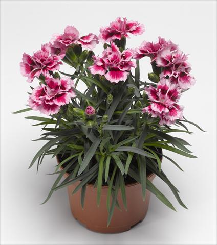 Foto de variedad de flores para ser usadas como: Maceta o cesta de trasplante Dianthus caryophyllus Suncharm Rose Picotee