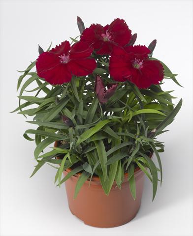 Foto de variedad de flores para ser usadas como: Maceta y planta de temporada Dianthus chinensis Venti Parfait Crimson