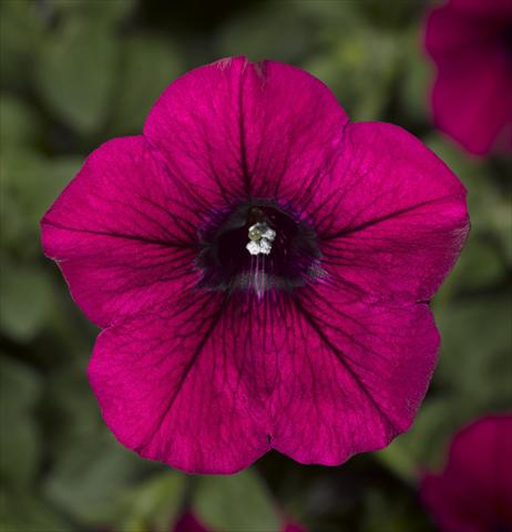 Foto de variedad de flores para ser usadas como: Maceta, planta de temporada, patio Petunia Floritunia Purple