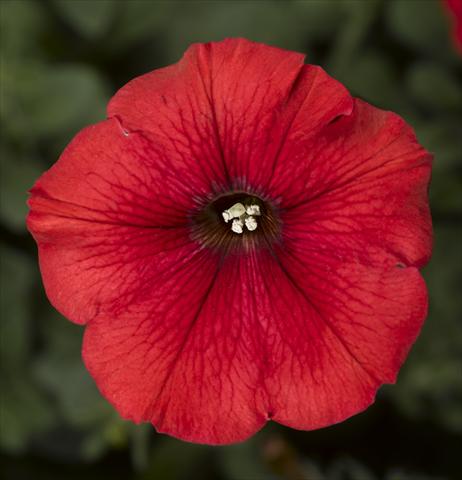 Foto de variedad de flores para ser usadas como: Maceta, planta de temporada, patio Petunia Floritunia Red