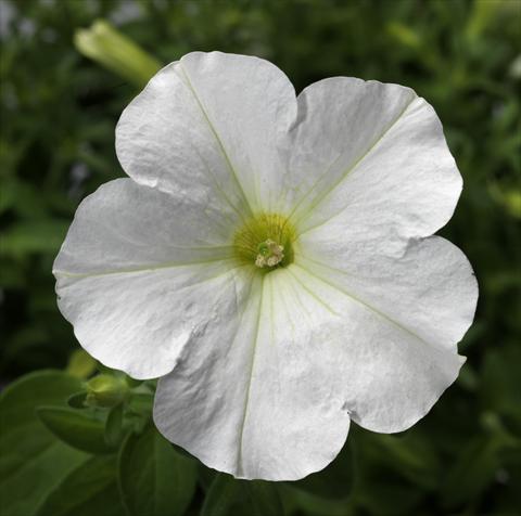 Foto de variedad de flores para ser usadas como: Maceta, planta de temporada, patio Petunia Floritunia White