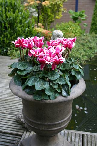 Foto de variedad de flores para ser usadas como: Maceta Cyclamen persicum mini Goblet