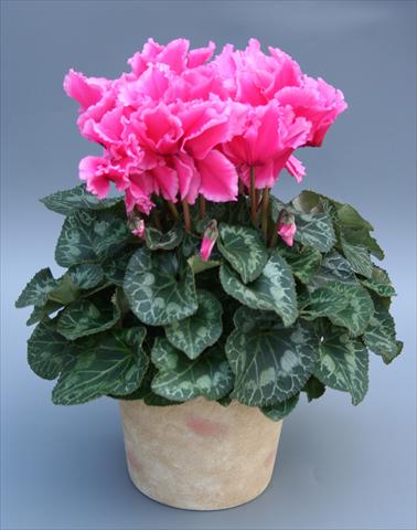 Foto de variedad de flores para ser usadas como: Tarrina de colgar / Maceta Cyclamen persicum Maxora Fringed Pink Light Edge