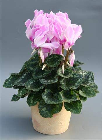 Foto de variedad de flores para ser usadas como: Tarrina de colgar / Maceta Cyclamen persicum Maxora Lilac Flamed