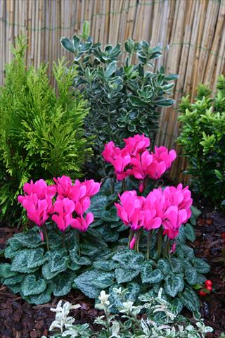 Foto de variedad de flores para ser usadas como: Maceta Cyclamen persicum mini Melody Outdoor Pink