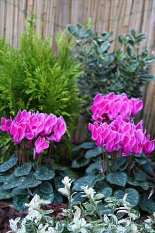 Foto de variedad de flores para ser usadas como: Maceta Cyclamen persicum mini Melody Outdoor Purple Flamed