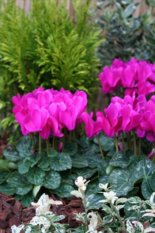 Foto de variedad de flores para ser usadas como: Maceta Cyclamen persicum mini Melody Outdoor Purple