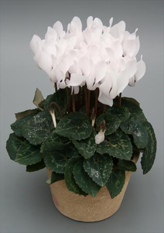 Foto de variedad de flores para ser usadas como: Maceta Cyclamen persicum mini Picola Pure White