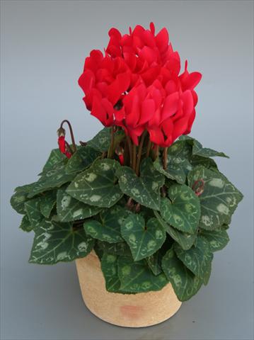 Foto de variedad de flores para ser usadas como: Maceta Cyclamen persicum mini Picola Scarlet